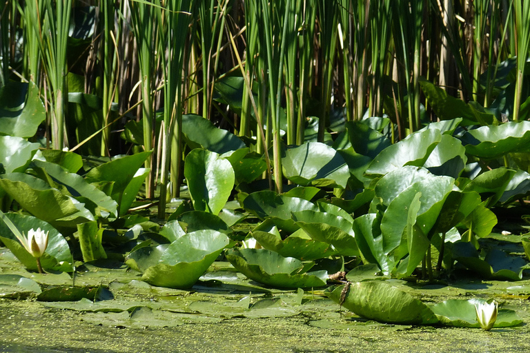 From Bucharest: 3-Day Danube Delta Birdwatching Private Tour