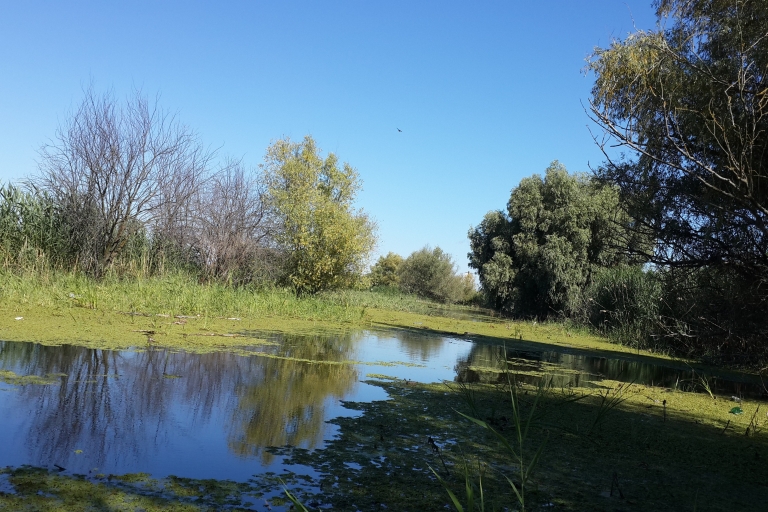 Au départ de Bucarest : 3 jours d'observation des oiseaux dans le delta du Danube