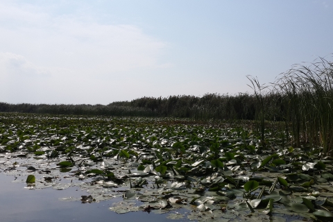 Desde Bucarest: Excursión Privada de 3 Días para Observar Aves en el Delta del Danubio