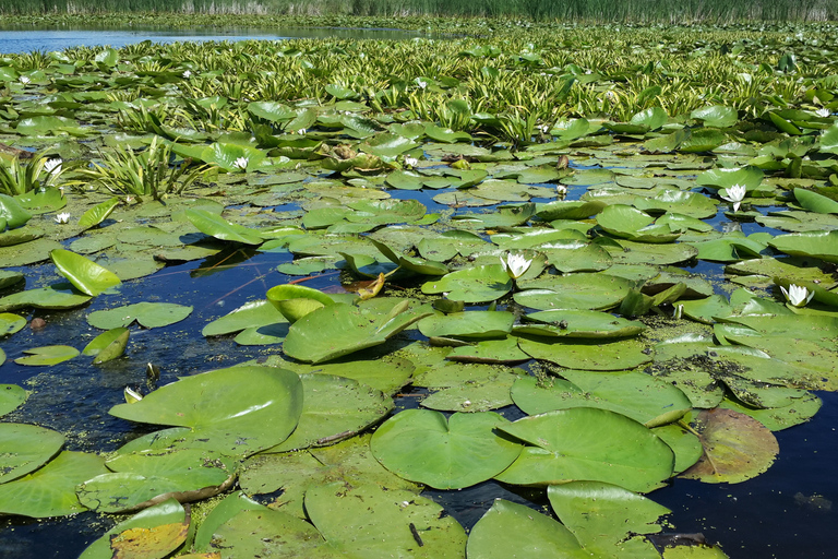 From Bucharest: 3-Day Danube Delta Birdwatching Private Tour