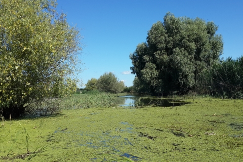 Desde Bucarest: Excursión Privada de 3 Días para Observar Aves en el Delta del Danubio