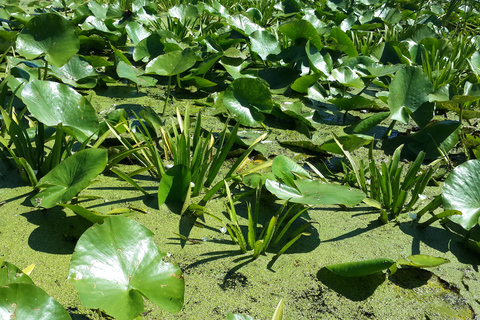 From Bucharest: 3-Day Danube Delta Birdwatching Private Tour