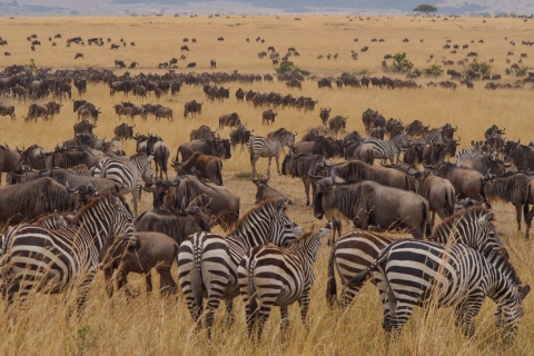 Safari de 7 jours à Masai Mara, Nakuru et AmboseliL : Moyen de gamme