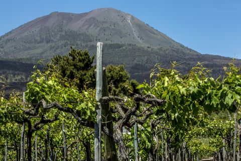 Från Neapel: Rundtur med vinprovning på vulkanen Vesuvius