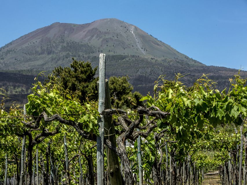 From Naples: Wine Tasting Tour on Vesuvius Slopes with Lunch