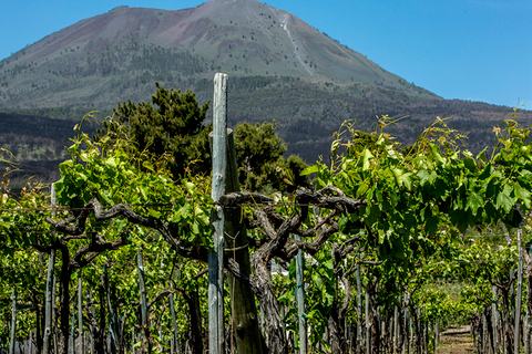 Desde Nápoles: tour de cata de vinos con almuerzo mediterráneo