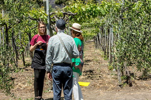 From Naples: Wine Tasting Tour with Mediterranean Lunch