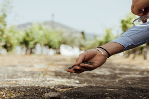 De Naples: visite de dégustation de vin avec déjeuner méditerranéen