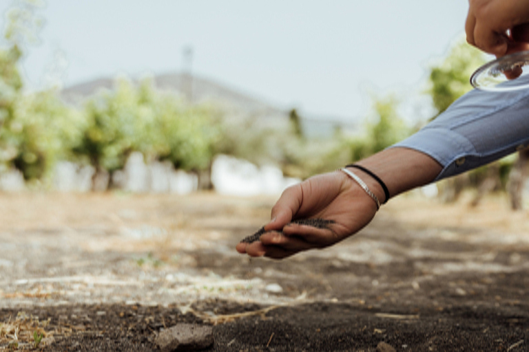 De Naples: visite de dégustation de vin avec déjeuner méditerranéen