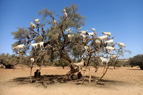 Gita di un giorno intero da Marrakech a Essaouira Mogador