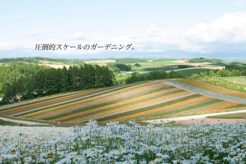 Hokkaido Summer Nature Experience: Furano & Biei