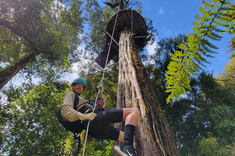 Rotorua: Zjazd na tyrolce z przewodnikiem i spacer po wulkanicznych klifachRotorua: Wycieczka Zipline z przewodnikiem i spacer po wulkanicznych klifach