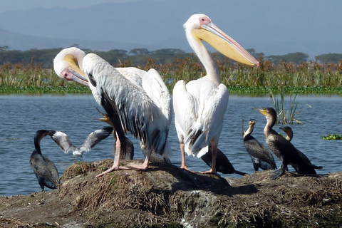 Tour to Hells Gate National Park and Lake Naivasha Boat Ride