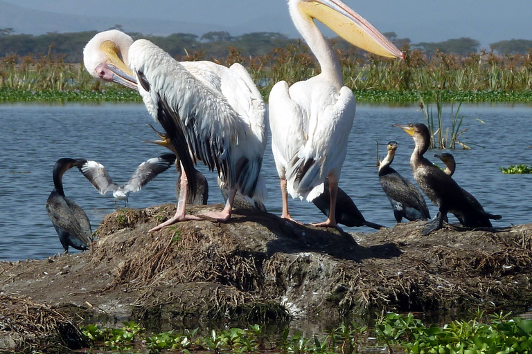 Tour to Hells Gate National Park and Lake Naivasha Boat Ride