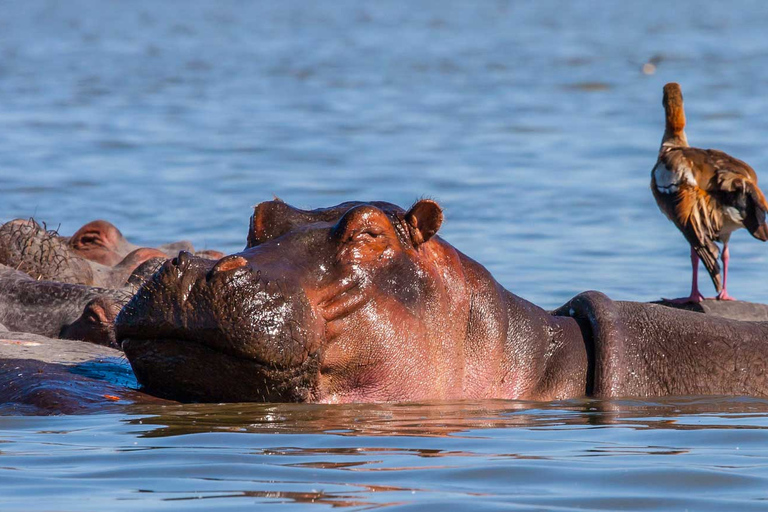 Tour to Hells Gate National Park and Lake Naivasha Boat Ride