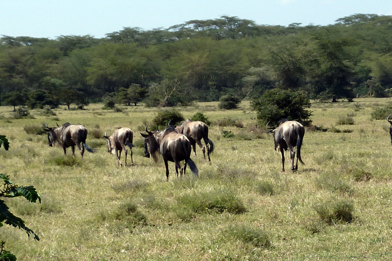 Tour to Hells Gate National Park and Lake Naivasha Boat Ride