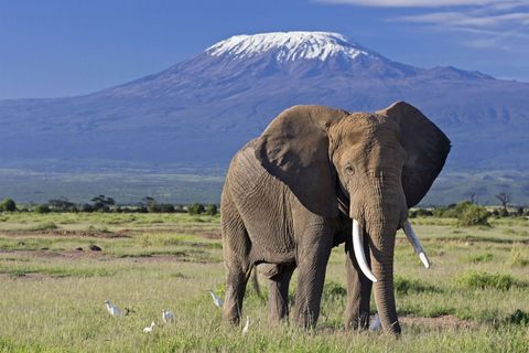 Excursion d'une journée dans le parc national d'Amboseli avec visite d'un village Masai