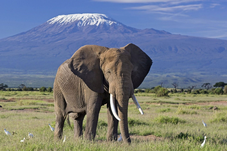 Excursion d'une journée dans le parc national d'Amboseli avec visite d'un village Masai