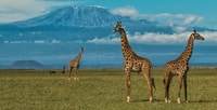 Viaje de un día al Parque Nacional de Nairobi con Masai Village - Hizvo