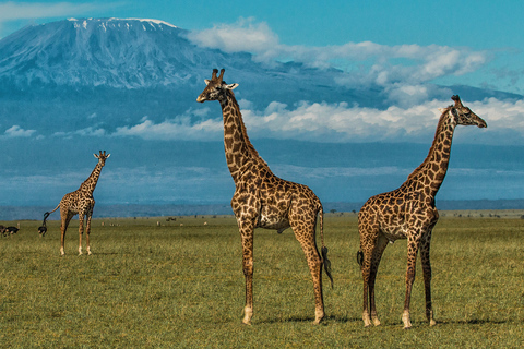 Excursion d'une journée dans le parc national d'Amboseli avec visite d'un village Masai