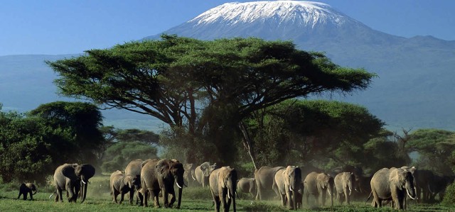 Visit Nairobi Amboseli National Park Day Trip with Masai Village in Nairobi