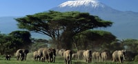 Viaje de un día al Parque Nacional de Nairobi con Masai Village - Hizvo