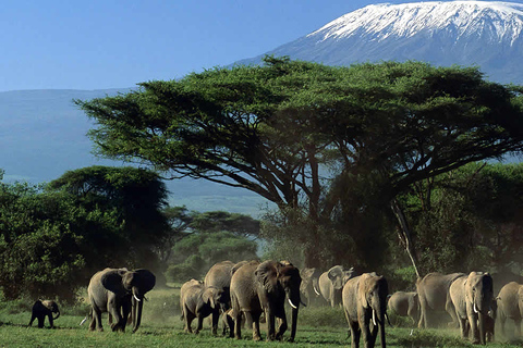 Excursion d'une journée dans le parc national d'Amboseli avec visite d'un village Masai