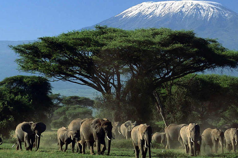 Excursion d'une journée dans le parc national d'Amboseli avec visite d'un village Masai