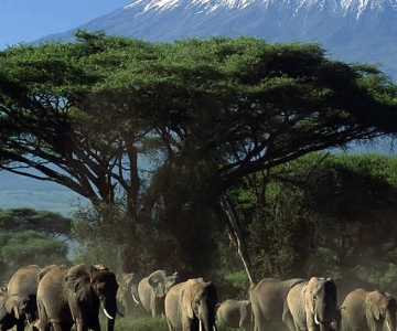 Nairobi: Amboseli National Park Day Trip with Masai Village