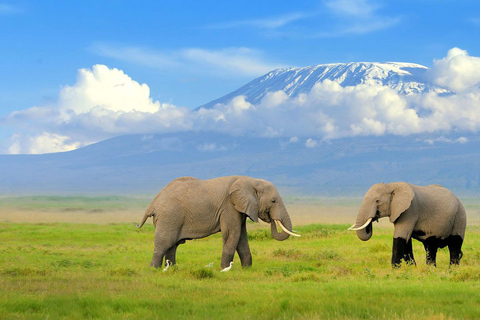 Excursion d'une journée dans le parc national d'Amboseli avec visite d'un village Masai