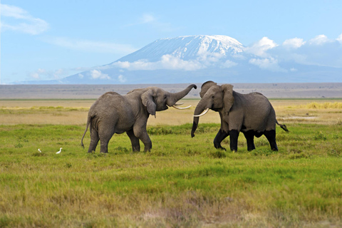 Excursion d'une journée dans le parc national d'Amboseli avec visite d'un village Masai