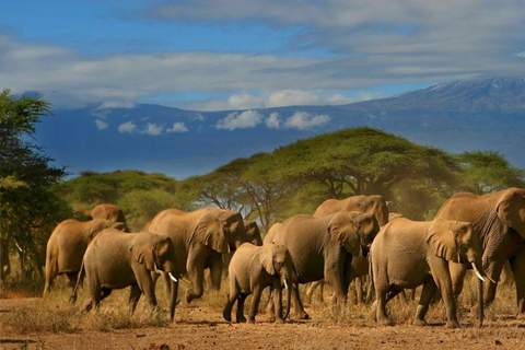 Excursion d'une journée dans le parc national d'Amboseli avec visite d'un village Masai