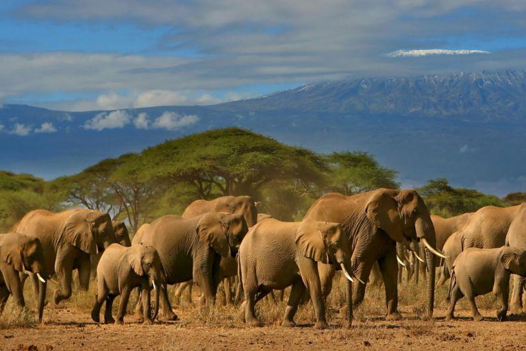 Excursion d'une journée dans le parc national d'Amboseli avec visite d'un village Masai