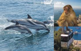 Gibraltar: Dolphin Watch Cruise & Cable Car Fast Track Combo