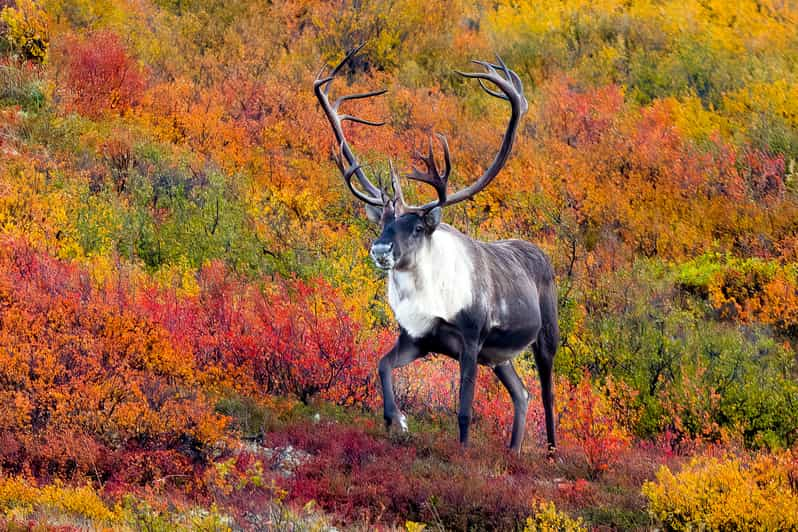 Alaska 9 Day Ocean Wildlife to Interior Wilderness Adventure | GetYourGuide