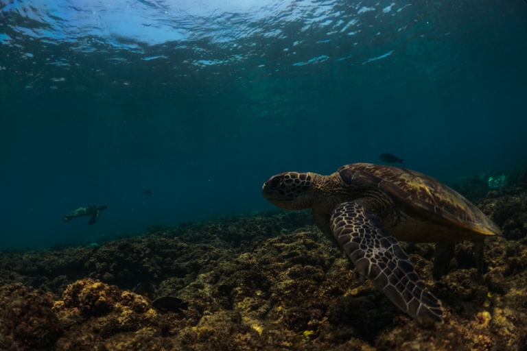 Daymaniat islands Tour Day tour to daymaniat island oman