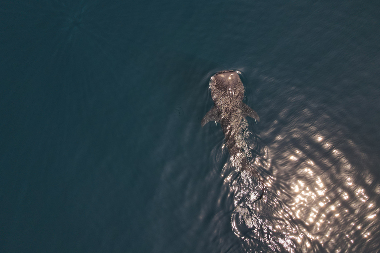 Daymaniat islands Tour Day tour to daymaniat island oman