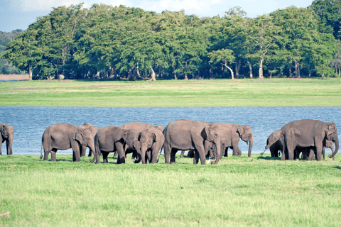 Elephant & Birdwatching Safari in Minneriya with Binoculars