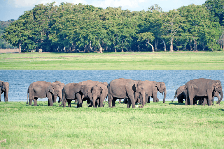 Elephant &amp; Birdwatching Safari in Minneriya with Binoculars
