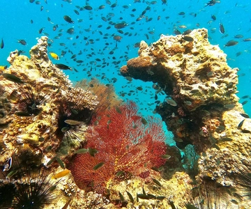 Krabi: Phi Phi Island Sunset Maya Bay and Four Islands Tour