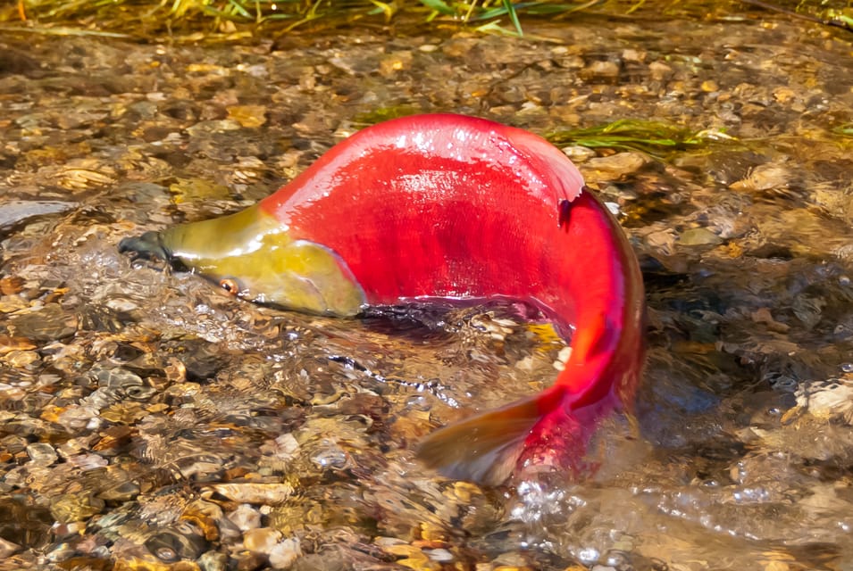 Kelowna Mission Creek Salmon Run Audio Tour by EBike GetYourGuide