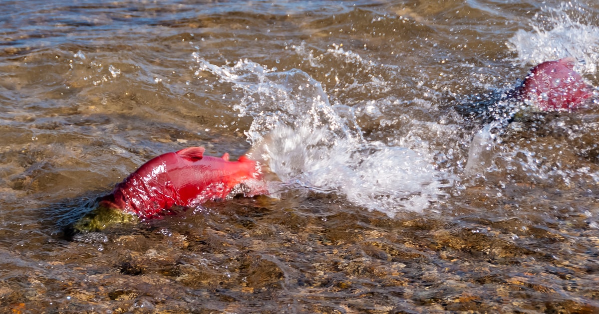 Kelowna Mission Creek Salmon Run Audio Tour by EBike GetYourGuide