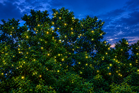 The Uncharted Evening: Puerto Princesa Firefly Oasis