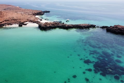 Mascate: tour di snorkeling delle isole Daymaniat con rinfresco