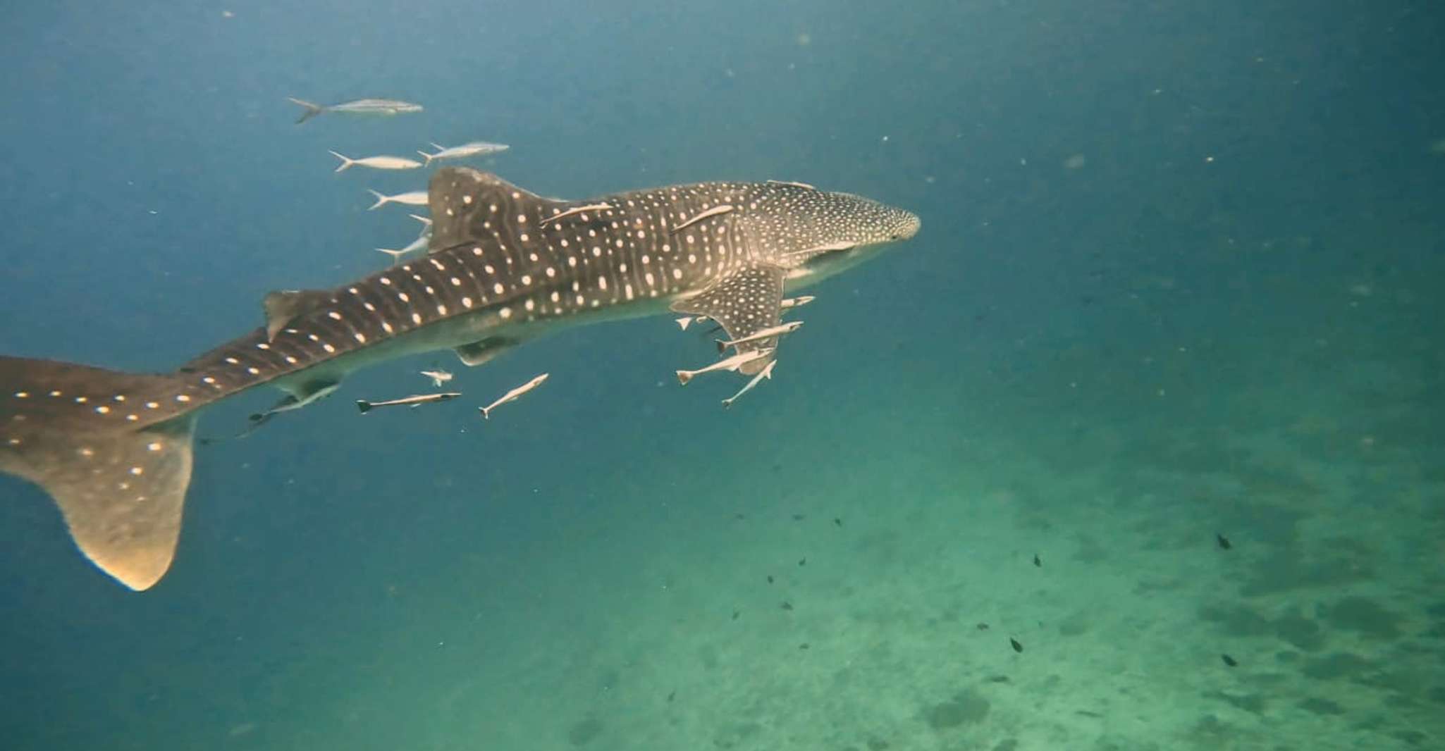Muscat, Daymaniat Islands Snorkeling Tour avec des rafraîchissements - Hizvo