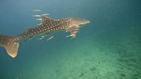 Muscat, Daymaniat Islands Snorkeling Tour avec des rafraîchissements - Hizvo