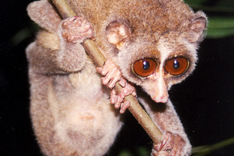 Sigiriya: Slender Loris Night Safari with Hotel Pickup