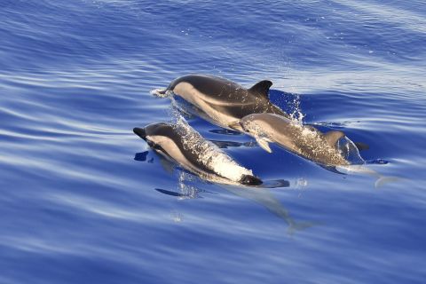 Savona: Pelagos Sanctuary Wildlife Cruise with Naturalist