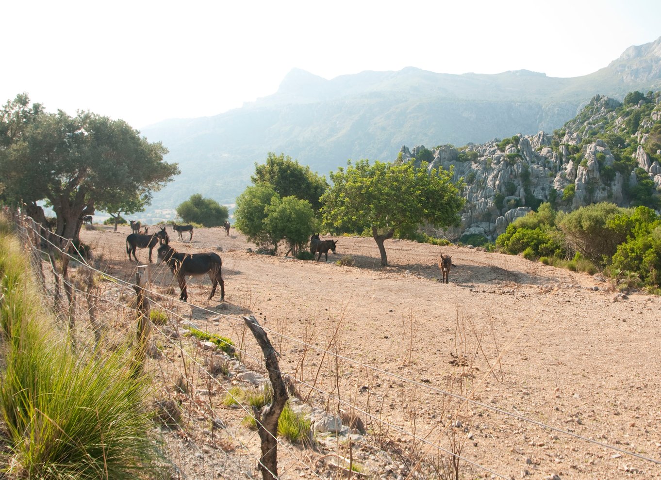 Fra Palma: Guidet tur til Serra Tramuntana og Lluc-klosteret