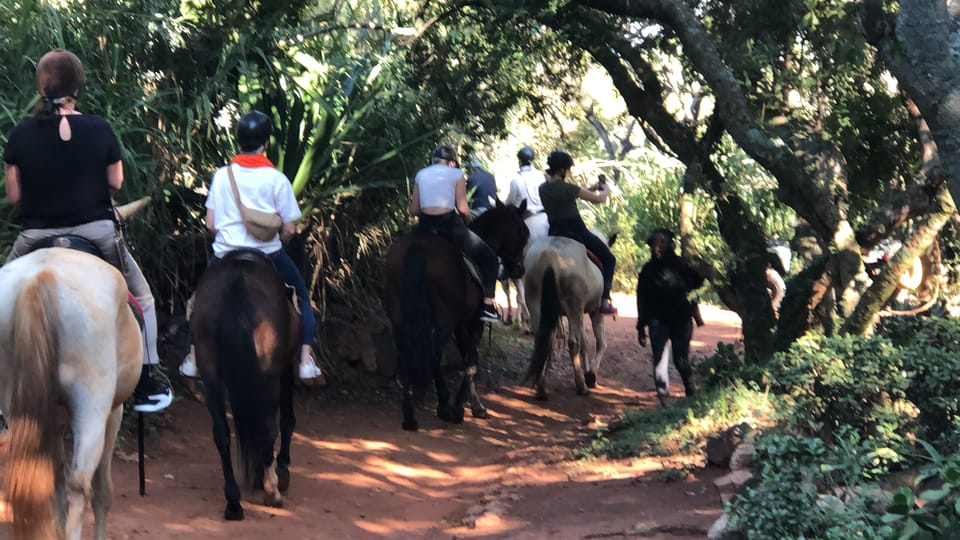 From Johannesburg HorseRiding Safari and Cable Car Tour GetYourGuide